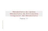 Metabolismo de lípidos, aminoácidos e integración del me (1)