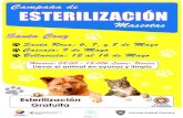 Campaña de esterilizacion de mascotas : SantaCruz-Galapagos