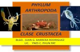 Artropodos - Crustacea