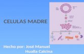 Diapositivas Celulas Madre-josma