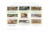 Pájaros Comunes en El Valle de México