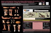 2011-10-25 Poster Sima Abraham Congreso Homínidos Pleistoceno