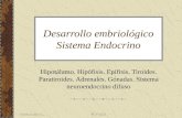 Desarrollo embriológico Sistema Endocrino 1