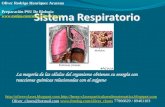 09 - Presentación 09 - Sistema Respiratorio