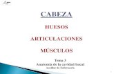 Odontologia Tema 3 (AUX.ENFERMERIA) Musculos y Huesos