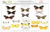 Mariposas Papilionidae & Peridae, Parque Deininger,El Salvador.C.A.