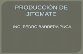 PRODUCCIÓN  DE JITOMATE 1