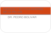 8.) Huesos de la Pelvis, Articulaciones de la Pelvis - Prof. Pedro Bolívar