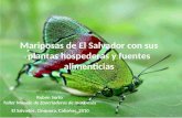 Algunas Mariposas de El Salvador Con Sus Plantas Hospederas