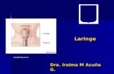 2.) Laringe, Laringofaringe - Prof. Iraima Acuña