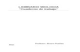 Manual Musculos Lamina Rio) Anatomia