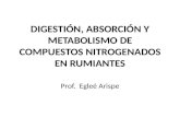 DIGESTIÓN, ABSORCION Y METABOLISMO DE COMPUESTOS NITROGENADOS (2)