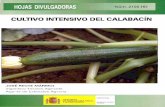 calabacin cladosporium