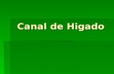 Canal de Higado
