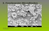 3. Fosilizacion microfosiles