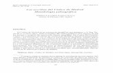 LACADENA 2000 Los escribas del Códice de Madrid_Metodología paleográfica