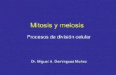 Mitosis y meiosis.2