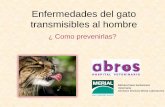 Enfermedades felinas transmisibles.pdf