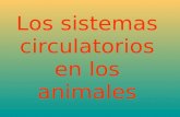 Los sistemas circulatorios en los animales