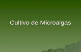 Cultivo De Algas Y Microalgas