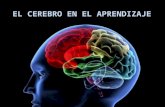 El cerebro en el aprendizaje