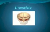 El encéfalo, el sistema límbico y cambios en el cerebro