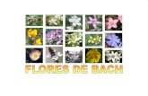 Presentación Flores de Bach