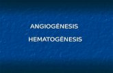 Embriologia - Angiogenesis y hematogenesis - Dr. Peralta