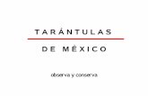 Tarantulas De Mexico Proceso Reproductivo Observa Y Conserva