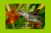 L'ocell p4 a