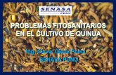 ADEX - convencion granos andinos 2012: problemática fitosanitaria