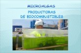 Microalgas biocombustibles