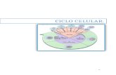 Ciclo celular Biologia celular