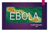 Ebola 2014 ,fiebre hemorragicas, brote ebola , grupo zaire , OUTBREAK EBOLA  2014 , zmapp,,protocolo CDC , Carlos III ,  DR GERMAN FERMIN GAMERO