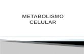 Metabolismo celular 2