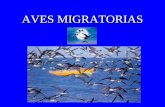 Emigración aves