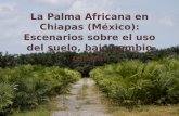 Palma en Chiapas