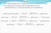 METABOLISMO DE CARBOHIDRATOS (DIGESTION) La reacción principal de la digestión de los carbohidratos a monosacáridos es la hidrólisis.