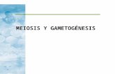 MEIOSIS Y GAMETOGÉNESIS. Los contenidos que vas a estudiar los puedes profundizar en tu libro de biología. Para ello revisa el tema de meiosis.