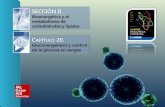 SECCIÓN II. Bioenergética y el metabolismo de carbohidratos y lípidos C APÍTULO 20. Gluconeogénesis y control de la glucosa en sangre.