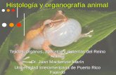 Histología y organografía animal Tejidos, órganos, aparatos y sistemas del Reino Animal Dr. Juan Mackenzie Marín Universidad Interamericana de Puerto Rico.