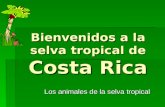 Bienvenidos a la selva tropical de Costa Rica Los animales de la selva tropical.