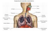 Esquema del aparato respiratorio. Funcion del aparato respiratorio La función del aparato respiratorio consiste en desplazar volúmenes de aire desde la.
