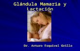 Glándula Mamaria y Lactación Dr. Arturo Esquivel Grillo.