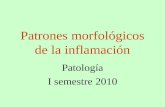 Patrones morfológicos de la inflamación Patología I semestre 2010.