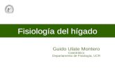 Fisiología del hígado Guido Ulate Montero Catedrático Departamento de Fisiología, UCR.