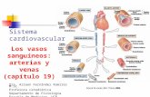 Sistema cardiovascular Dra. Aileen Fernández Ramírez M.Sc. Profesora catedrática Departamento de Fisiología Escuela de Medicina, UCR Los vasos sanguíneos: