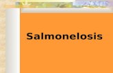 Salmonelosis. Salmonella Pertenece a la familia Enterobacteriaceae Bacilos gram negativos Anaerobios facultativos Flagelos perítricos No desarrollan cápsula.