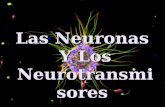 Las Neuronas Y Los Neurotransmisores. Neurotransmisores AcetilcolinaGABASerotoninaNoradrenalinaL - GlutamatoDopamina NEURONAS Diferencias AxonesDendritas.
