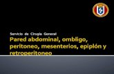 Servicio de Cirugía General. Embriología Pared abdominal a partir de placa lateral del mesodermo intraembrionario Capa esplácnica: formación de vísceras.
